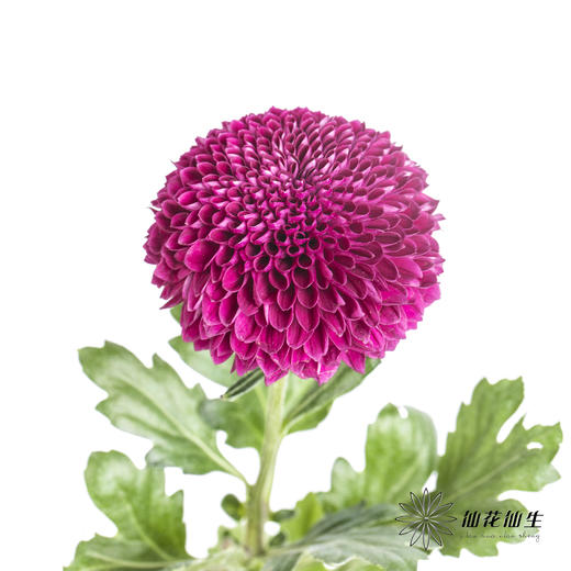 小菊 | 乒乓菊紫色 商品图4