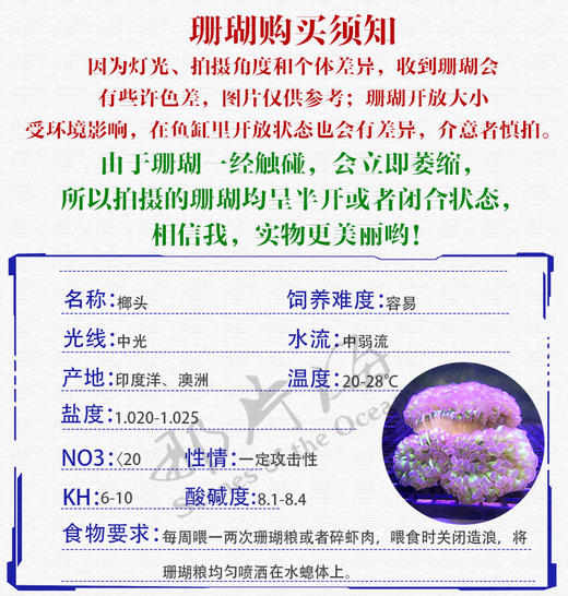 榔头珊瑚Euphyllia paranchora 商品图6