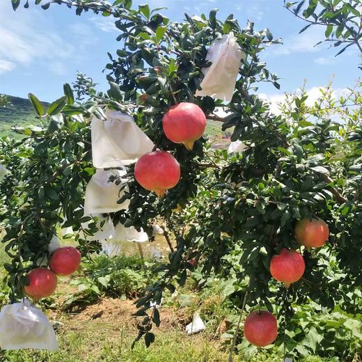 何阴突尼斯软籽石榴 纯甜不酸 新鲜采摘 3/5斤装 商品图5