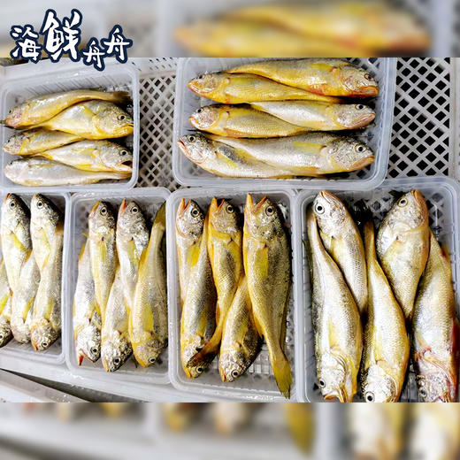 【野生】超低温 正宗海钓小黄花鱼 400g/4-6条 商品图4