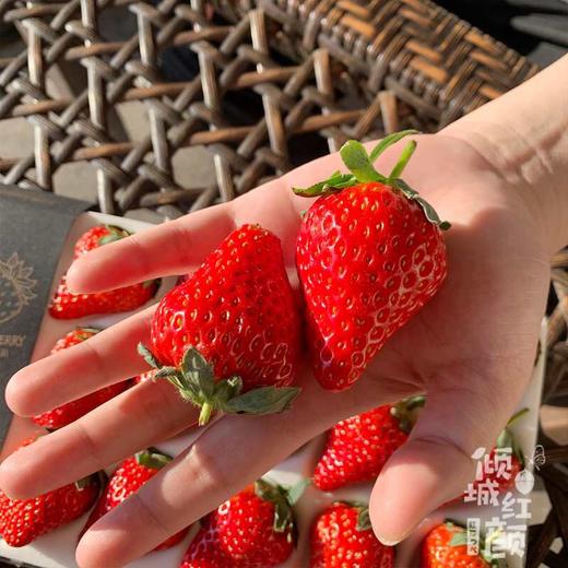 现摘，下单后2-3天到货【丹东东港倾城红颜草莓】约重1.8-2斤，2盒装，来自丹东东港椅圈镇核心产品 商品图4