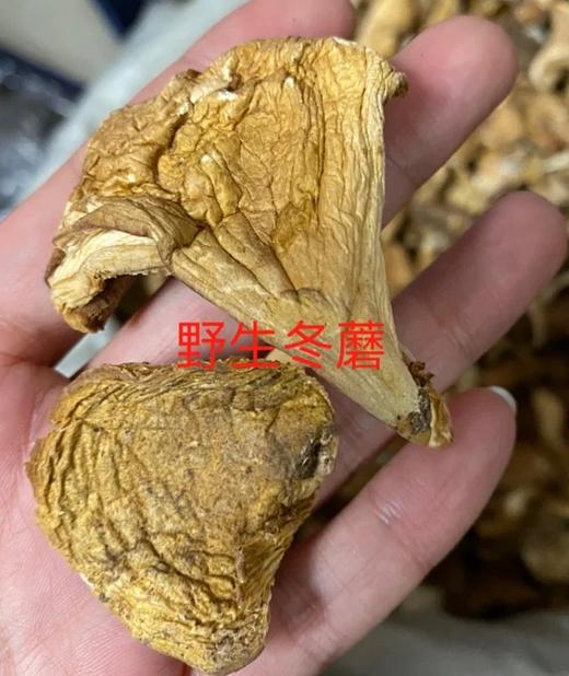 长白山野生蘑菇 商品图1