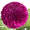 小菊 | 乒乓菊紫色 商品缩略图1