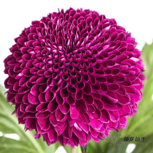 小菊 | 乒乓菊紫色 商品图1
