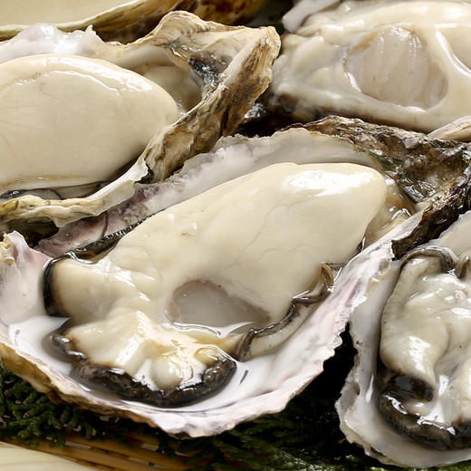 【鲜货现捞，发货周期三至五天】威海·乳山双龟岛鲜活5+ 超大牡蛎 9斤装新鲜带壳海蛎子 商品图6