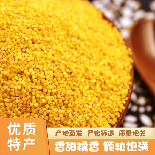 陕北米脂黄小米 商品图2