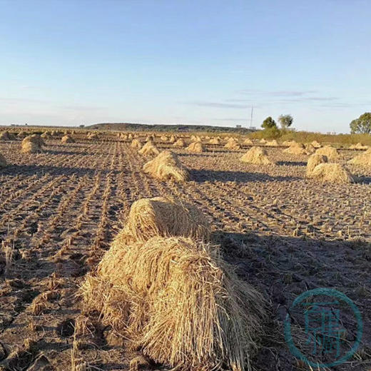 真五常稻花香大米 自然农法无烘干自然晾晒 10斤包邮 |百里食 商品图1