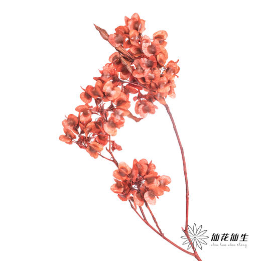 配花 | 染色迎客豆红色（1捆220g左右） 商品图5