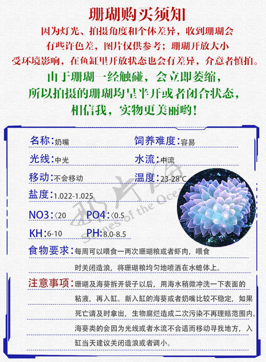 绿奶嘴珊瑚Entacmaea quadricolor 商品图1