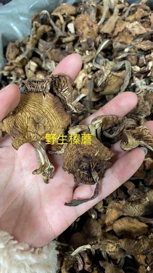 长白山野生蘑菇 商品图3