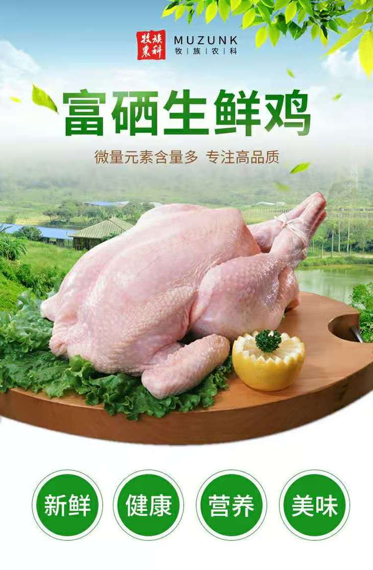 无抗更健康牧族富硒养足500天的无抗健康老母鸡无抗煲汤老母鸡现宰