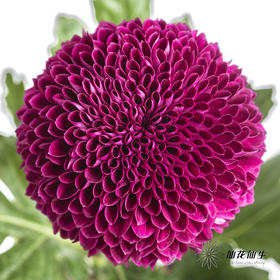 小菊 | 乒乓菊紫色