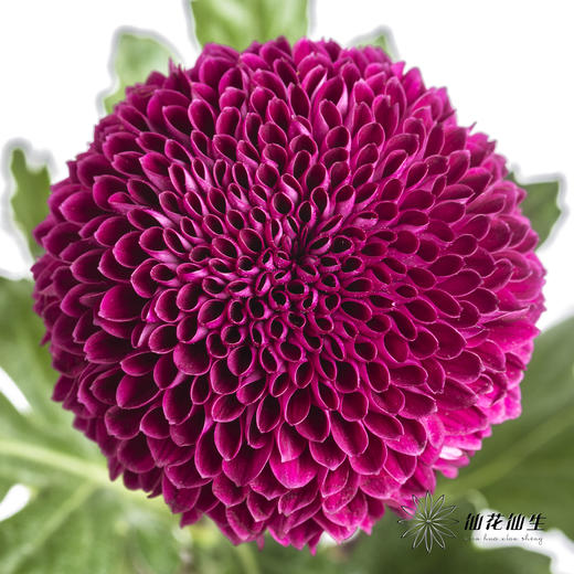 小菊 | 乒乓菊紫色 商品图0