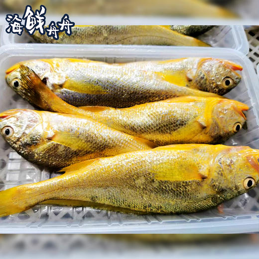 【野生】超低温 正宗海钓小黄花鱼 400g/4-6条 商品图9