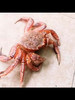 【红毛蟹】 商品缩略图2