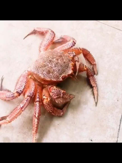【红毛蟹】 商品图2