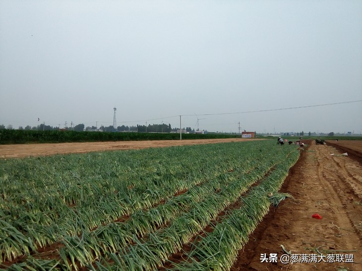 大葱育苗如何进行选种？