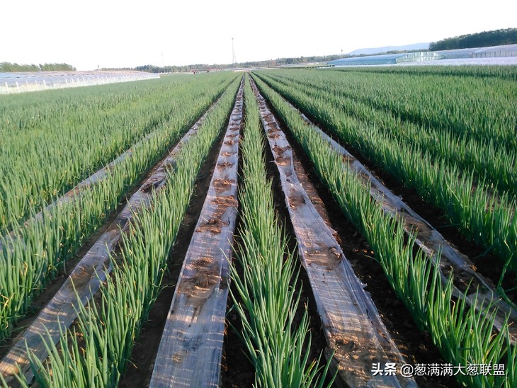 大葱育苗如何进行选种？