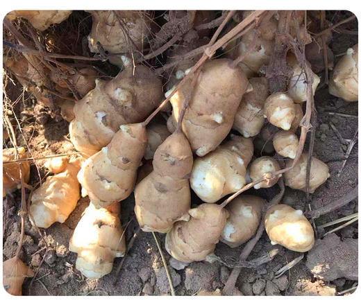 买5斤送5斤实发10斤新鲜蔬菜鬼子姜洋姜脆姜可腌制蔬菜ouldyn