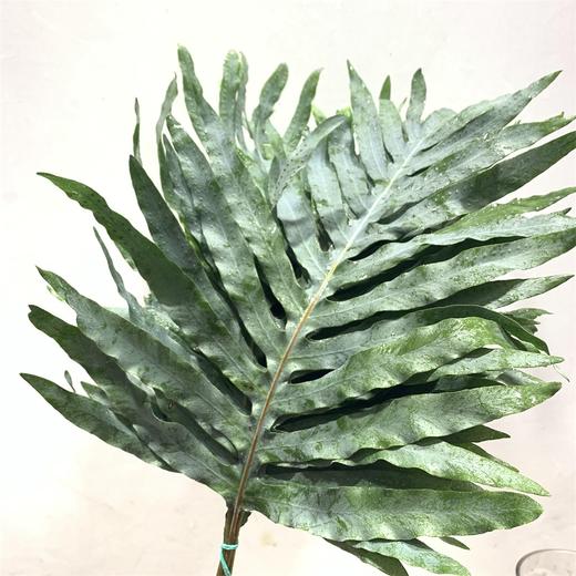 花童话贯众蕨不售后