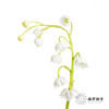 荷兰花材 | 铃兰 商品缩略图2