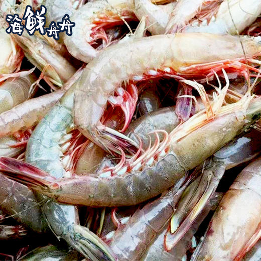 【野生】超低温 硬壳滑皮虾 商品图1
