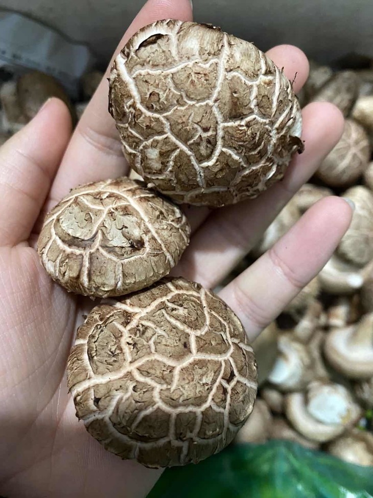 【上新价3.5元/250g】新鲜花菇香菇