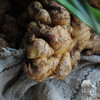 生态小黄姜 | 合作生产* Eco-ginger | Coproduction 商品缩略图2