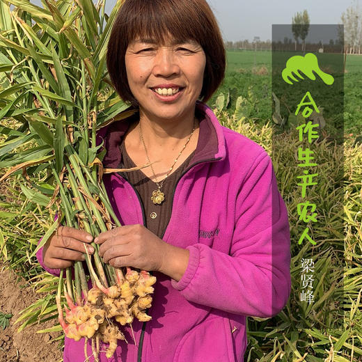 生态小黄姜 | 合作生产* Eco-ginger | Coproduction 商品图4