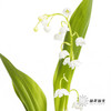 荷兰花材 | 铃兰 商品缩略图3