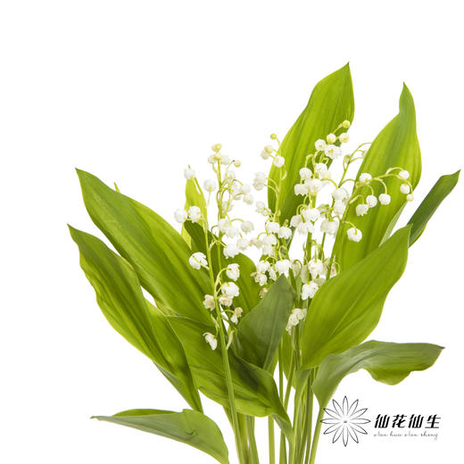 荷兰花材 | 铃兰 商品图5