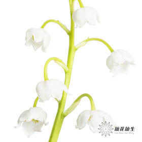 荷兰花材 | 铃兰