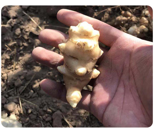 买5斤送5斤实发10斤新鲜蔬菜鬼子姜洋姜脆姜可腌制蔬菜ouldyn