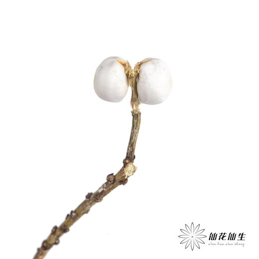 配果 | 白果（运输会少量掉果 介意者慎拍） 商品图1