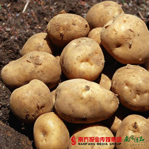【全国包邮】黄皮土豆 5斤±3两/箱（72小时内发货） 商品图3