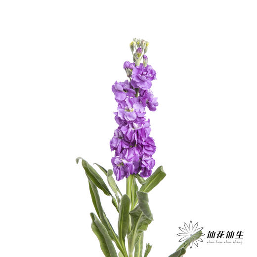 配花 | 紫罗兰紫色(季节原因,把头较小.介意慎拍) 商品图5