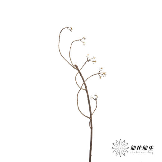 配果 | 白果（运输会少量掉果 介意者慎拍） 商品图8