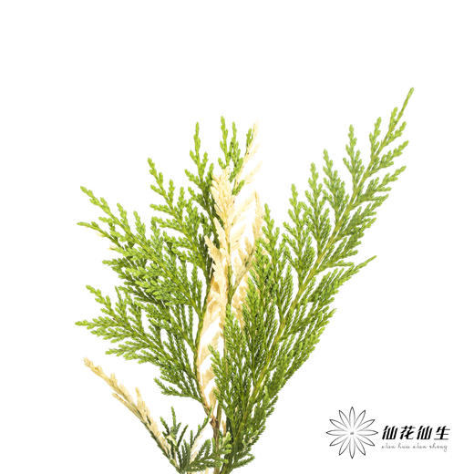 叶材 | 金线柏 商品图6