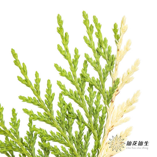 叶材 | 金线柏 商品图5