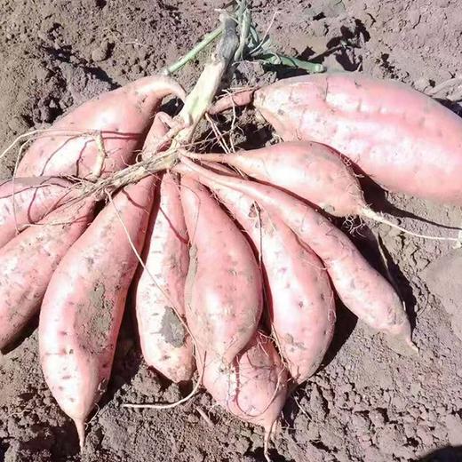 【牛奶冰糖心地瓜】 约5斤/箱，日本品种，肉细无丝 商品图5