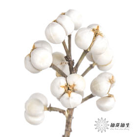 配果 | 白果（运输会少量掉果 介意者慎拍）