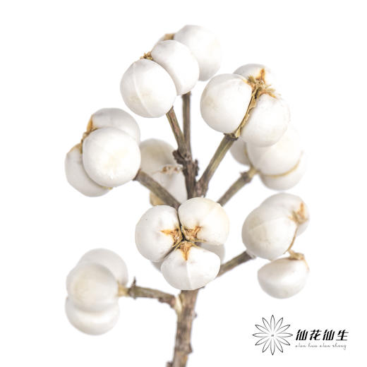 配果 | 白果（运输会少量掉果 介意者慎拍） 商品图0