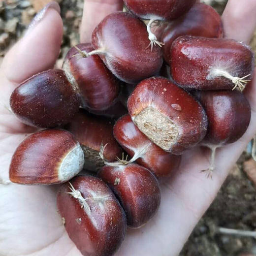 迁西板栗 又甜又糯 地标核心产区 匠心生态 百年古树 包邮|百里食 商品图8