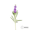 配花 | 紫罗兰紫色(季节原因,把头较小.介意慎拍) 商品缩略图7