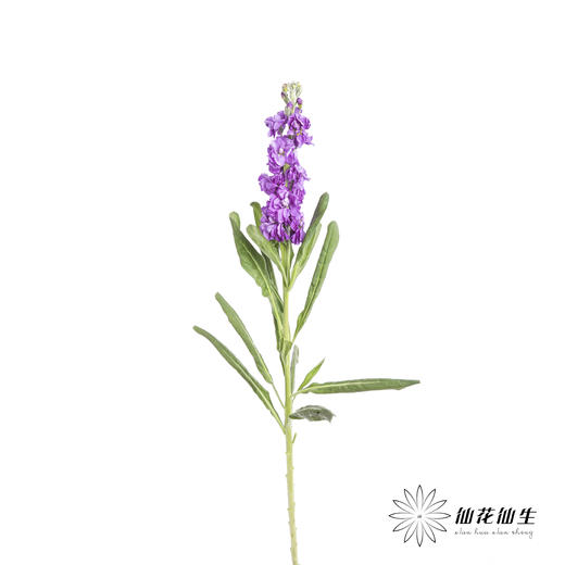 配花 | 紫罗兰紫色(季节原因,把头较小.介意慎拍) 商品图7