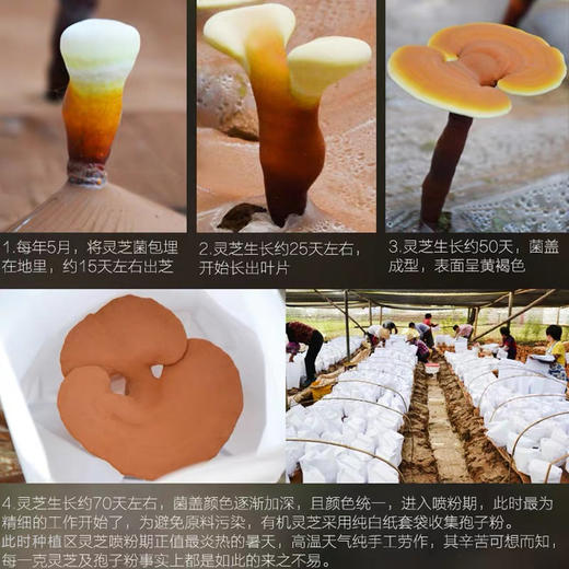 喜草有机灵芝孢子粉50g*2 商品图3