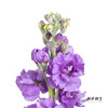 配花 | 紫罗兰紫色(季节原因,把头较小.介意慎拍) 商品缩略图4