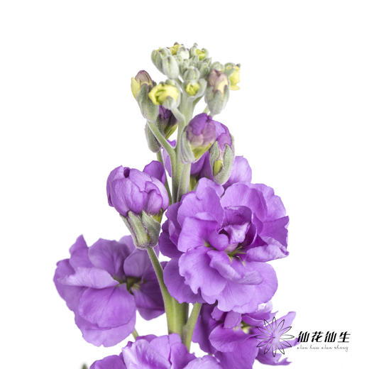 配花 | 紫罗兰紫色(季节原因,把头较小.介意慎拍) 商品图4