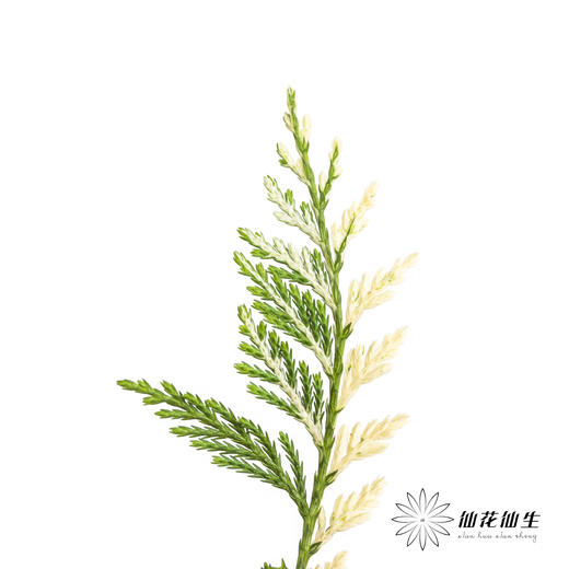 叶材 | 金线柏 商品图3