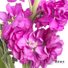 配花 | 紫罗兰玫红色